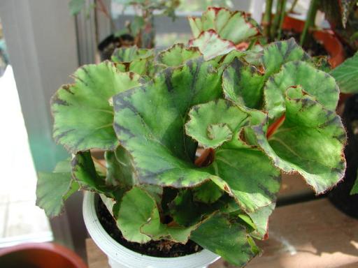 B. ‘Kyashago’